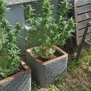 Gorilla Z Auto