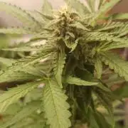 Papaya dragon Auto