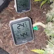 Weed name Beyonce
