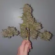 Weed name Beyonce