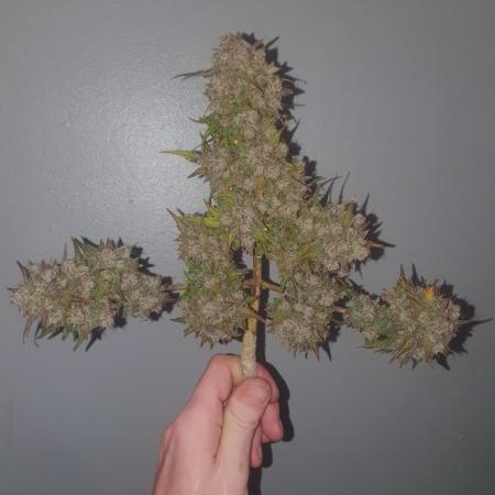 Weed name Beyonce