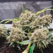Weed name Beyonce