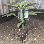 Kushtina