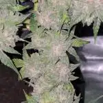 Hazel the ammi plant