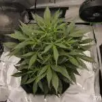 Gorilla Cookies Auto
