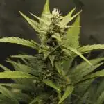 Gorilla Cookies Auto