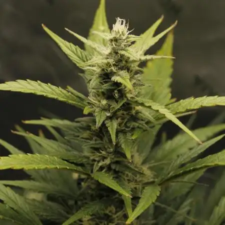 Gorilla Cookies Auto