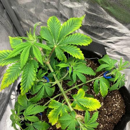 Second grow ever, AUTO EXTREME Jr.