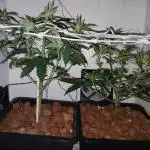 Growlolô