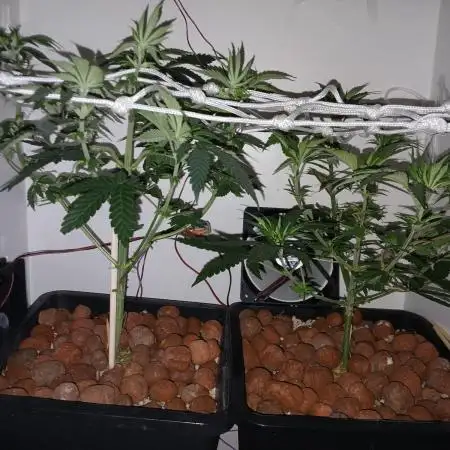 Growlolô