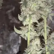Ministry of Cannabis - God's Glue (fem.)