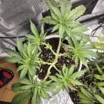 Ministry of Cannabis - God's Glue (fem.)