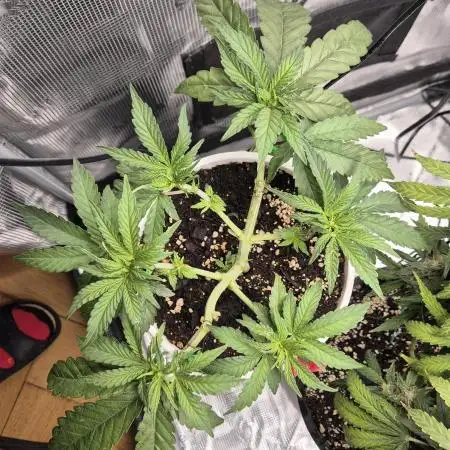 Ministry of Cannabis - God's Glue (fem.)