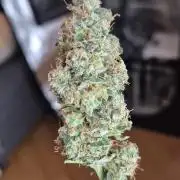 Ministry of Cannabis - God's Glue (fem.)