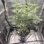 Ministry of Cannabis - God's Glue (fem.)