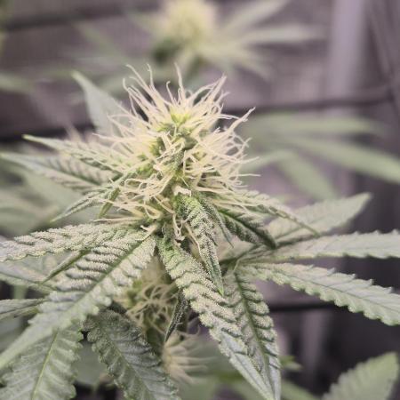 Ministry of Cannabis - God's Glue (fem.)