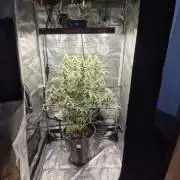 Ministry of Cannabis - God's Glue (fem.)