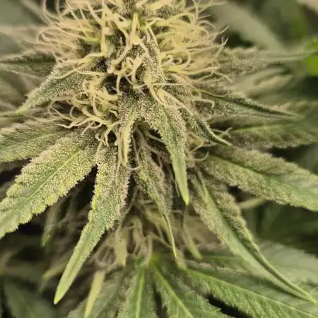 Orange Bud - Dutch Passion