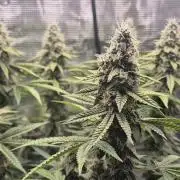 Ministry of Cannabis - God's Glue (fem.)