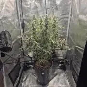 Ministry of Cannabis - God's Glue (fem.)