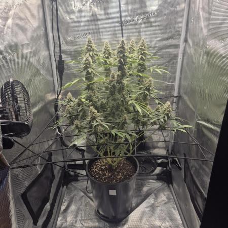 Ministry of Cannabis - God's Glue (fem.)