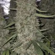 Hyperion F1 Auto RQS