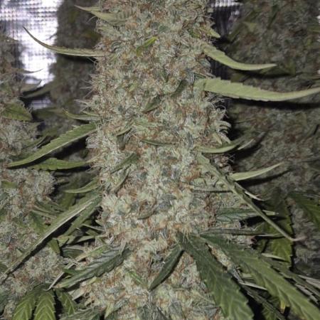 Hyperion F1 Auto RQS