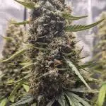 Hyperion F1 Auto RQS