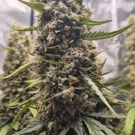 Hyperion F1 Auto RQS