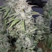 Kannabia - Cookies Haze (fem.)
