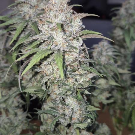 Kannabia - Cookies Haze (fem.)