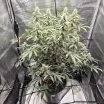 Ministry of Cannabis - God's Glue (fem.)