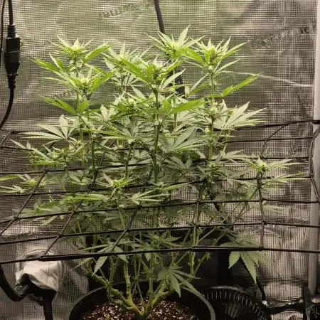 Ministry of Cannabis - God's Glue (fem.)