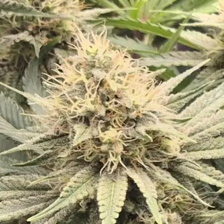 Orange Bud - Dutch Passion
