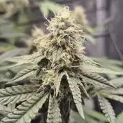 Ministry of Cannabis - God's Glue (fem.)