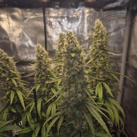 Hyperion F1 Auto RQS