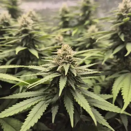 Kannabia - Cookies Haze (fem.)