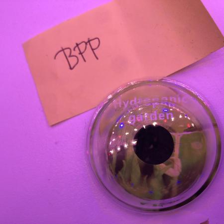 Hydro-Veg and Coco-Bloom Experiment