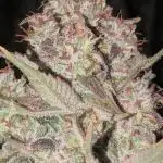 Green poison