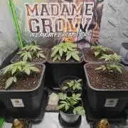 BARNEY'S FARM Test-Grow 🌱