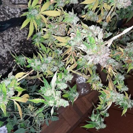 Code red exotic genetix run 3 in a small closest 300w light output. (600w label) meizi lights. Ffof + alot of organic stuff earthwarms, gat gauno, all the goodies extra perlite verm dom lime.