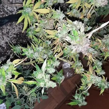 Code red exotic genetix run 3 in a small closest 300w light output. (600w label) meizi lights. Ffof + alot of organic stuff earthwarms, gat gauno, all the goodies extra perlite verm dom lime.