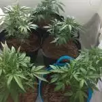 2nd grow of Gorilla zkittlez & zombie ku