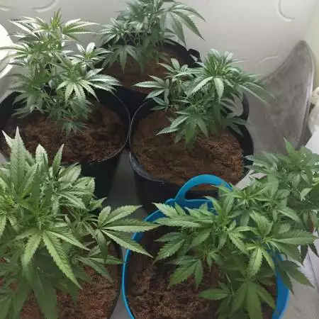 2nd grow of Gorilla zkittlez & zombie ku