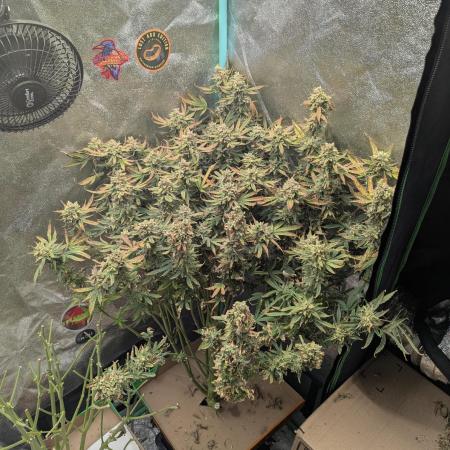 Harambe Auto - Butterbean Birdseed