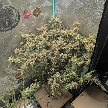 Harambe Auto - Butterbean Birdseed