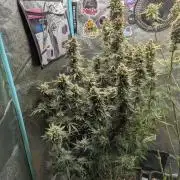 Rainambe - Harambe x Rainbow 6