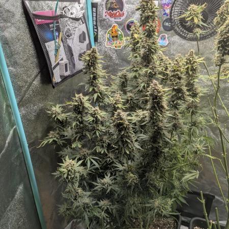 Rainambe - Harambe x Rainbow 6