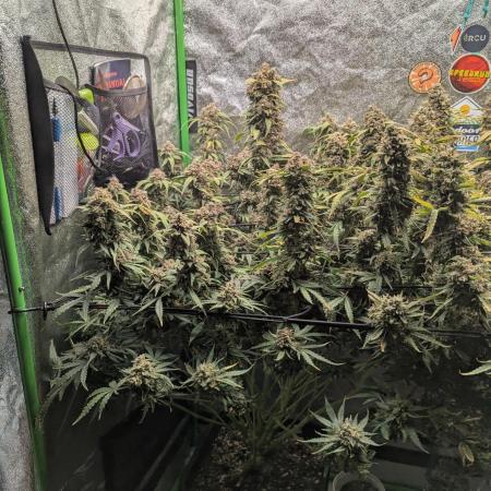 Granite Haze F6 plant 1