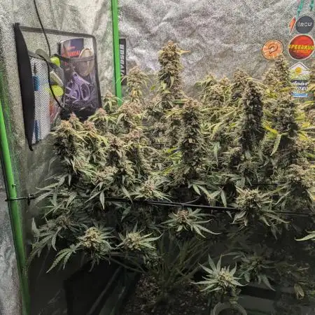 Granite Haze F6